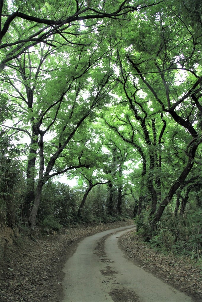 愛媛県【EH-14】新居大島一周コース