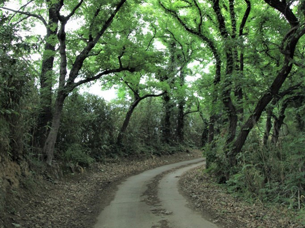愛媛県【EH-14】新居大島一周コース
